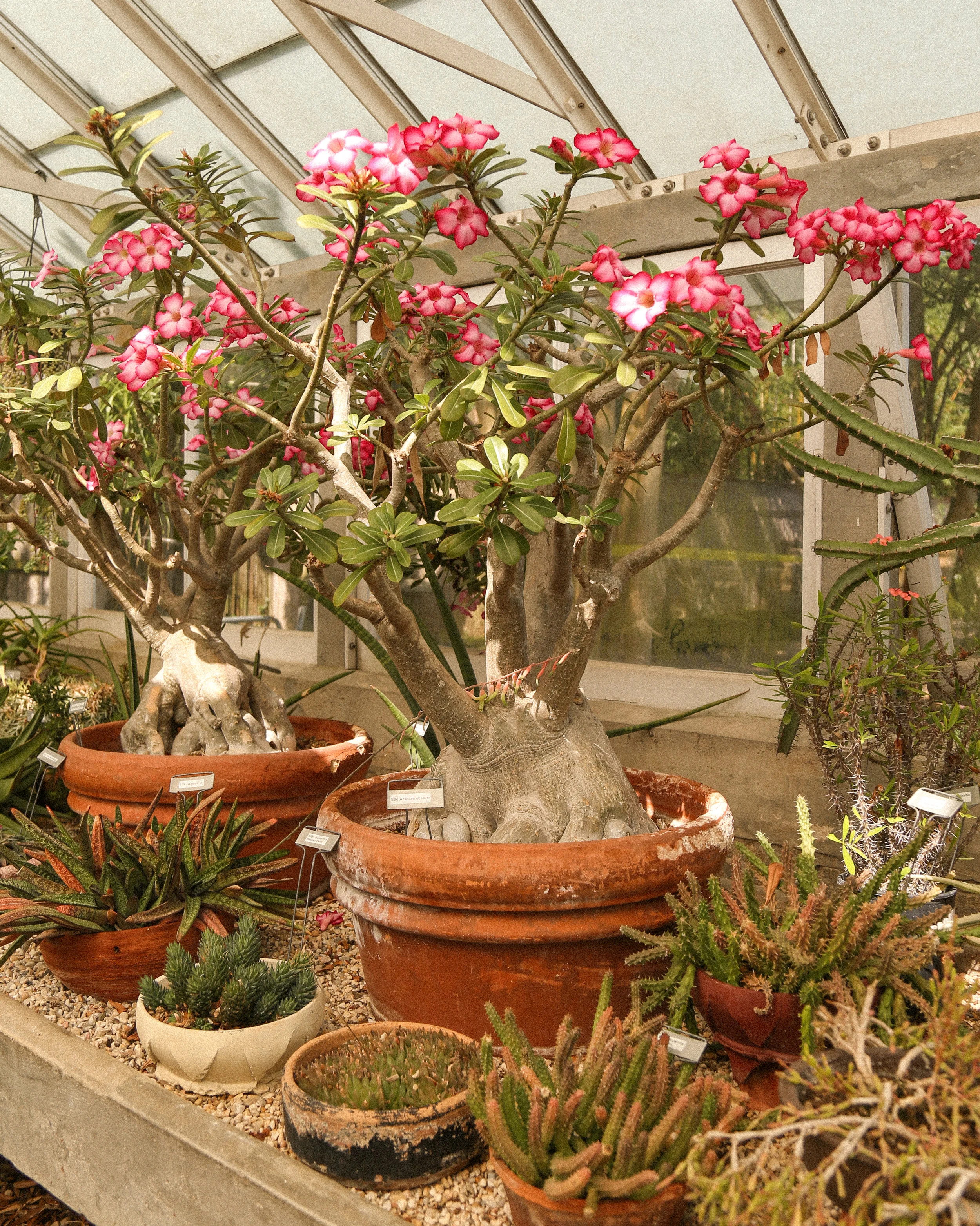Explore New Orleans's Botanical Garden — Probably This